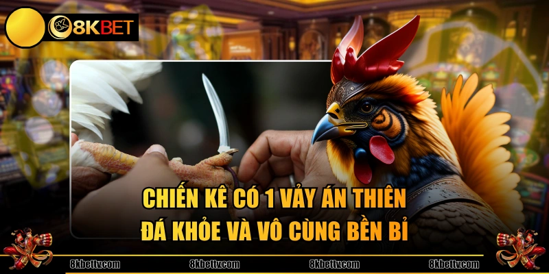 Chiến kê có 1 vảy Án Thiên đá khỏe và vô cùng bền bỉ