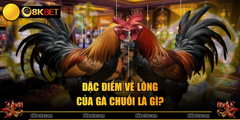 Đặc điểm về lông của gà chuối là gì?