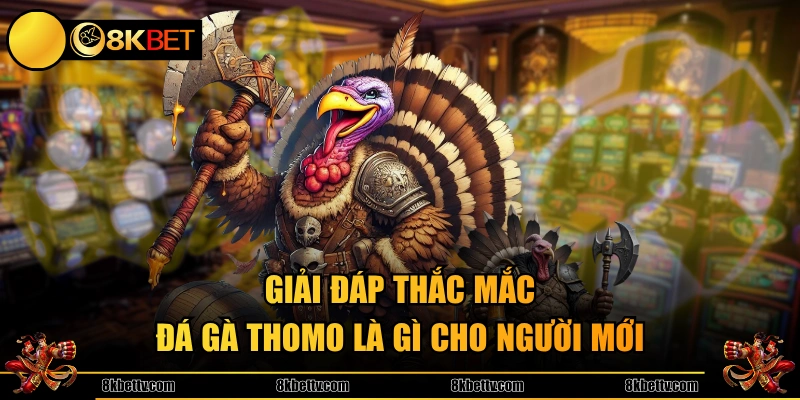 Giải đáp thắc mắc đá gà Thomo là gì cho người mới